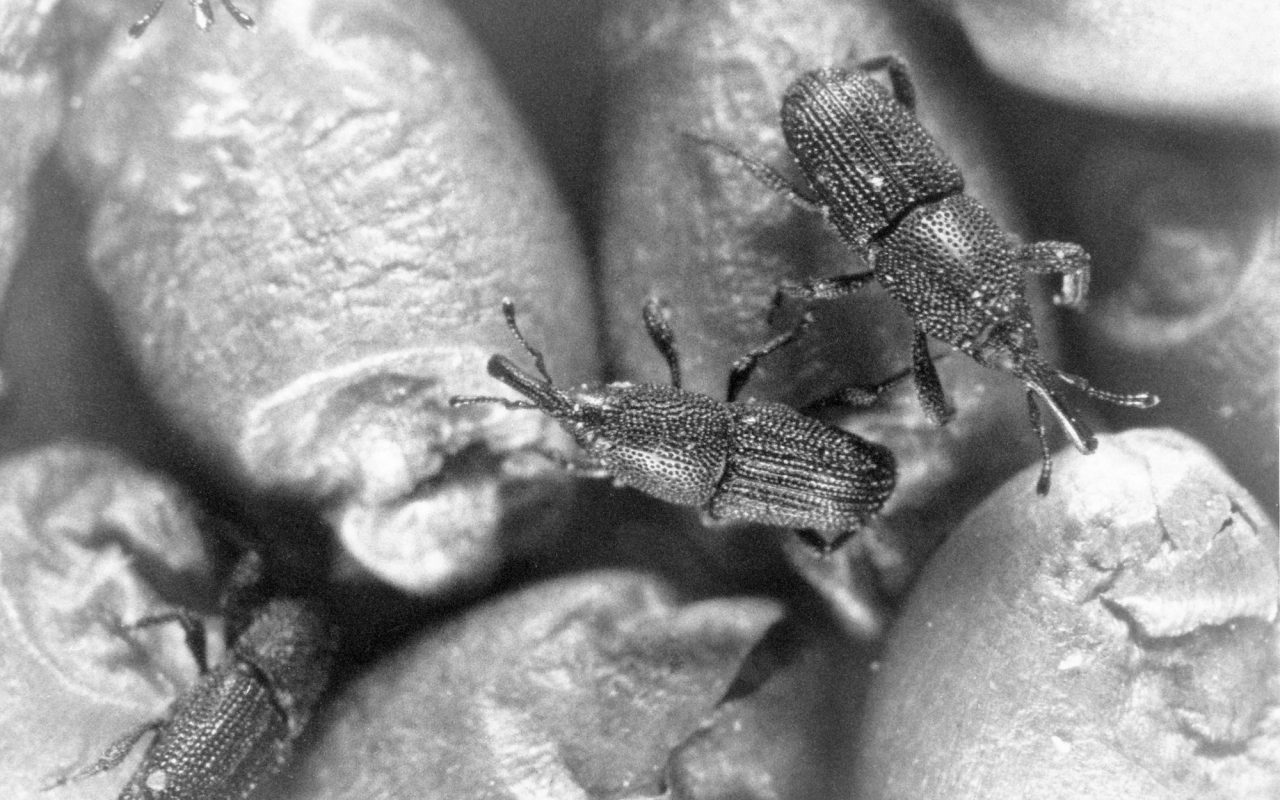 Rice weevil on white rice grains, its long snout and pitted wing covers clearly visible