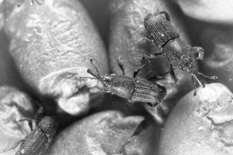 Rice weevil on white rice grains, its long snout and pitted wing covers clearly visible