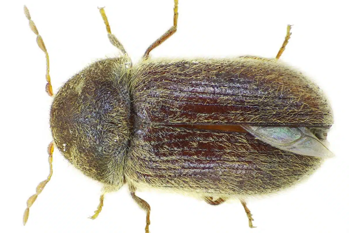 Drugstore beetle seen from above, showing the fine grooves running down its wing covers