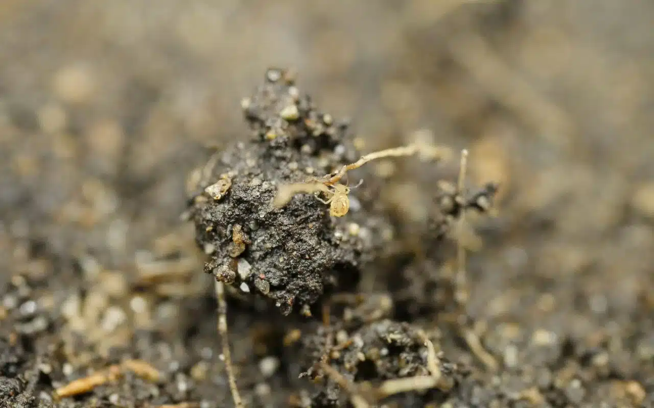 Globular springtail on damp soil, photographed at high magnification