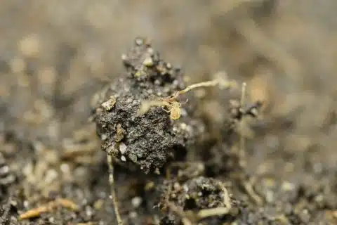 Globular springtail on damp soil, photographed at high magnification