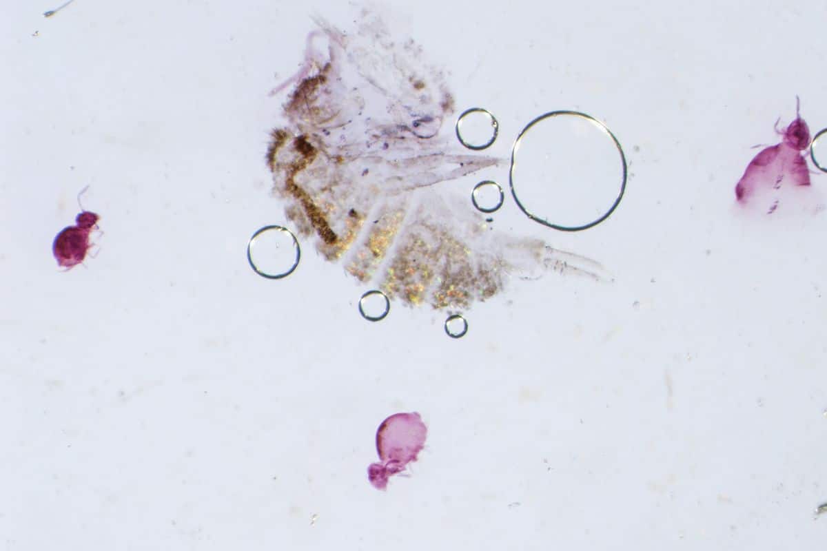 Group of springtails photographed together at high magnification