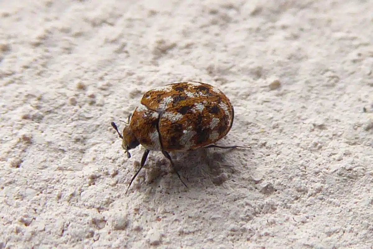 Adult carpet beetle on a white windowsill, a small oval beetle mottled black, white and orange