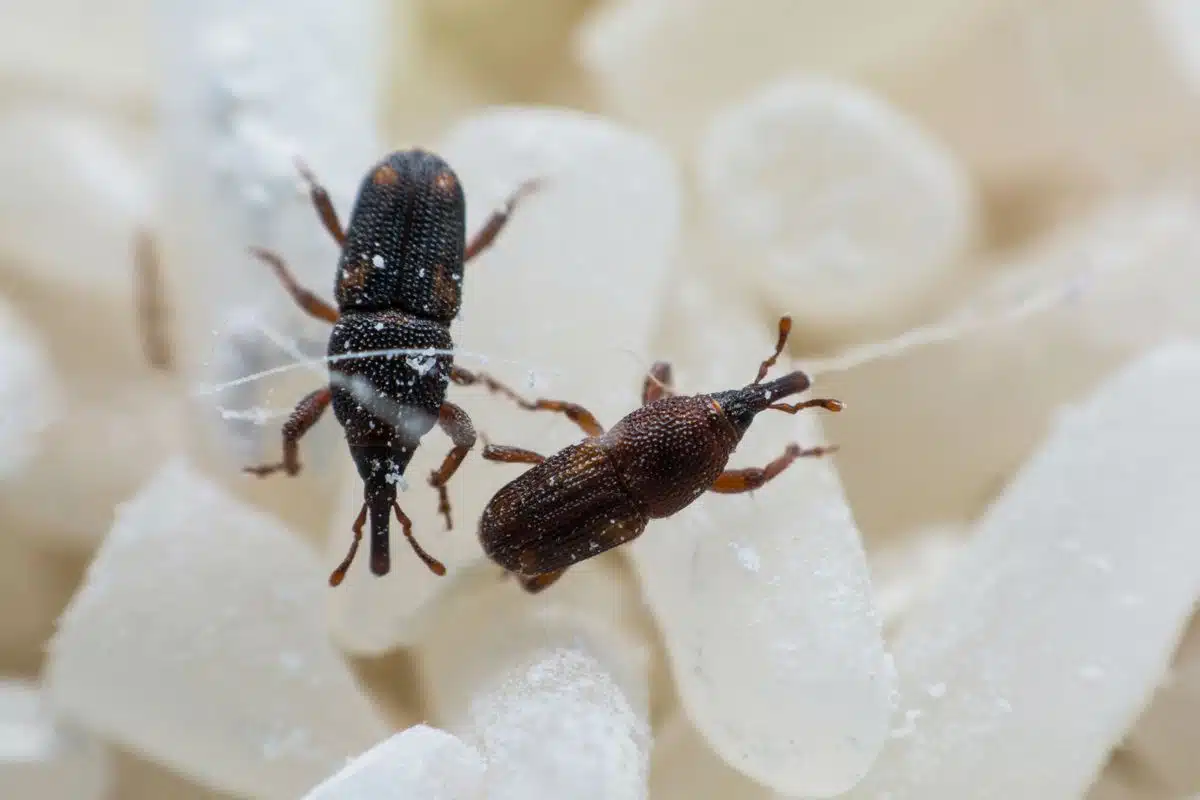 Rice weevil close-up showing the narrow snout at the front of its head