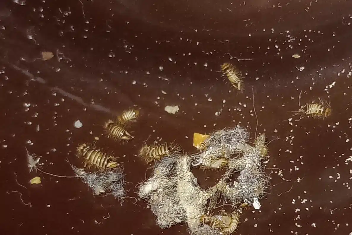Carpet beetle larva on carpet pile, its bristly brown body roughly the size of a rice grain