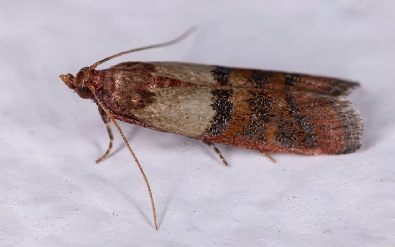 Adult Indian meal moth at rest with wings folded, showing its pale and coppery forewing pattern