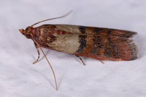 Adult Indian meal moth at rest with wings folded, showing its pale and coppery forewing pattern