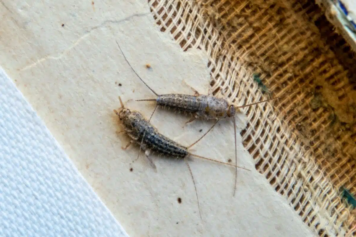 Silverfish feeding on paper, showing its flattened body and long tail bristles