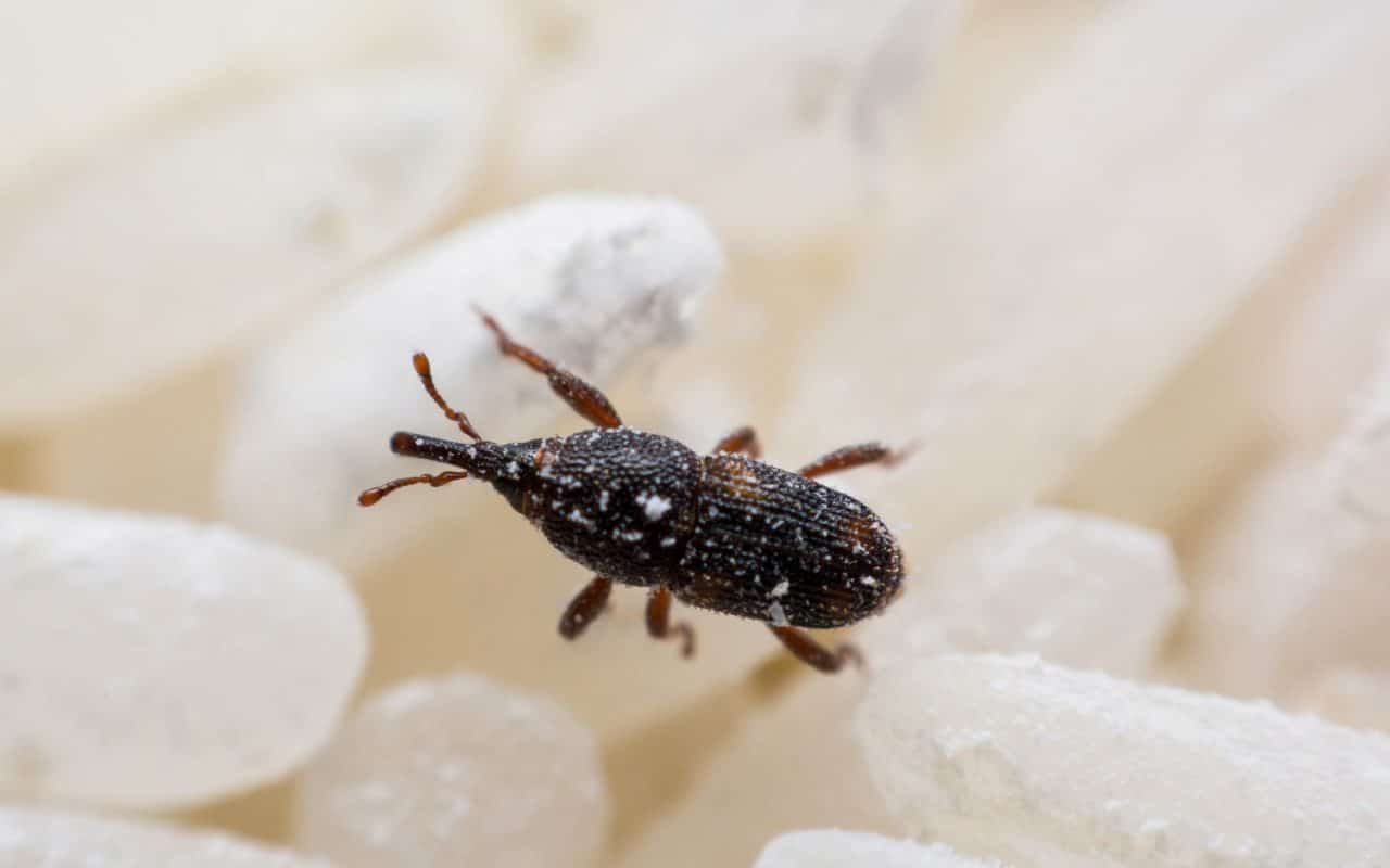Rice weevil on white rice grains, its snout visible at the front of the head