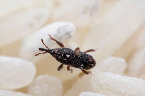 Rice weevil on white rice grains, its snout visible at the front of the head