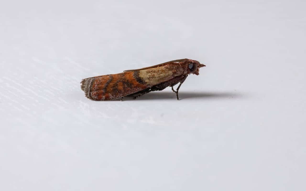 Adult Indian meal moth (Plodia interpunctella) at rest, showing its two-tone forewing