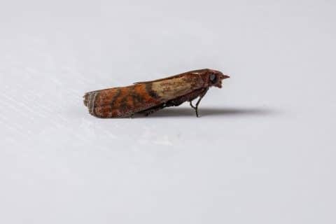 Adult Indian meal moth (Plodia interpunctella) at rest, showing its two-tone forewing
