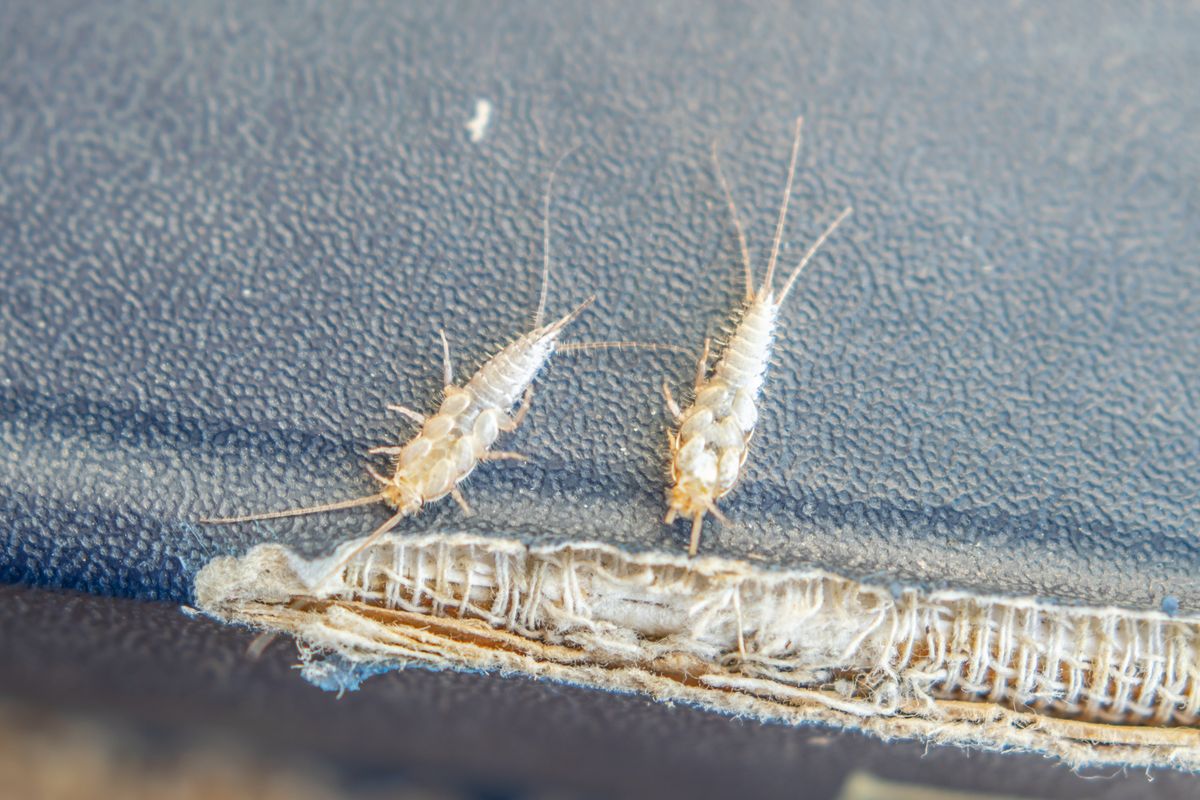 Silverfish on the tattered cover of an old book, body tapering from head to tail