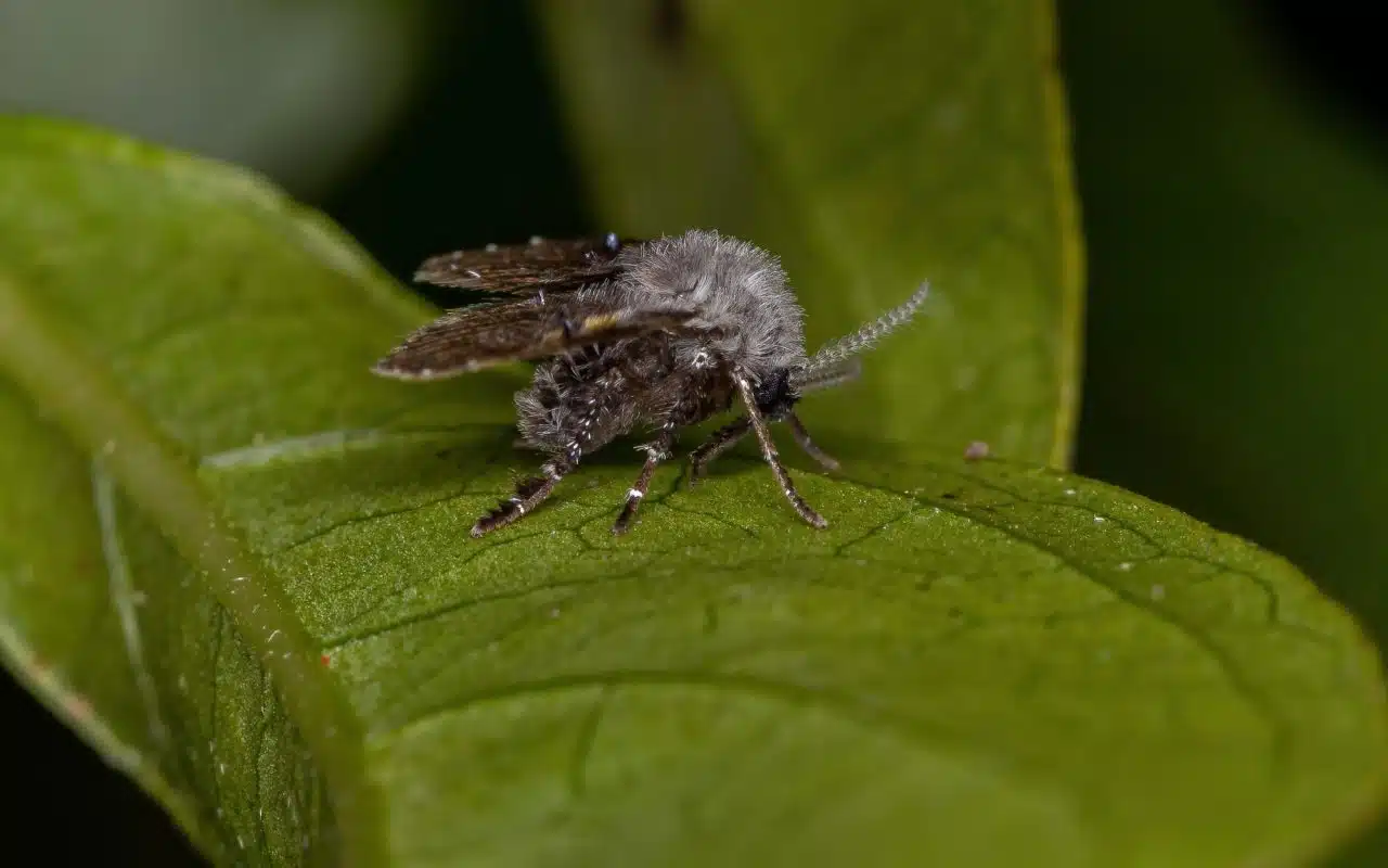 Close-up of an adult drain fly, dark and fuzzy, with broad rounded wings