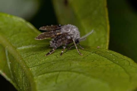 Close-up of an adult drain fly, dark and fuzzy, with broad rounded wings