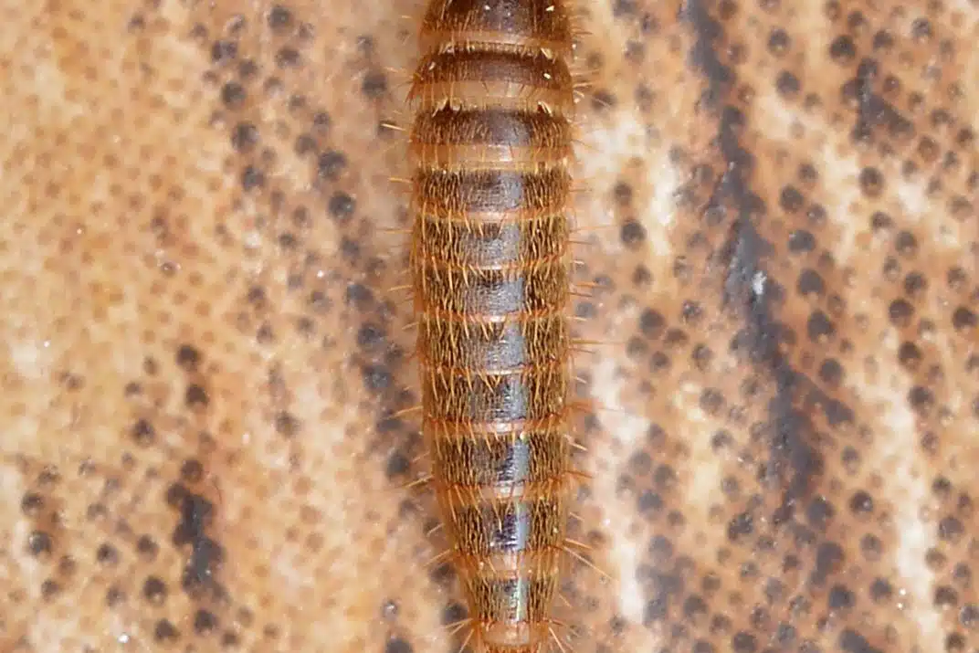 Bristly carpet beetle larva creeping along the fibres at the edge of a wool rug