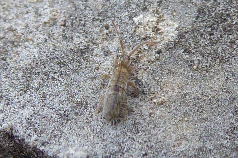 Close-up of a gray springtail on damp bathroom grout, forked tail folded under the abdomen