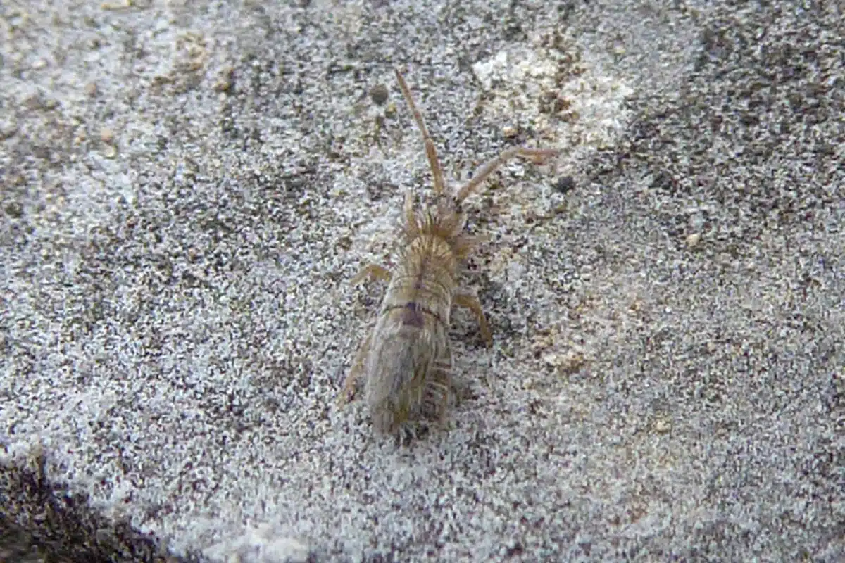 Close-up of a gray springtail on damp bathroom grout, forked tail folded under the abdomen