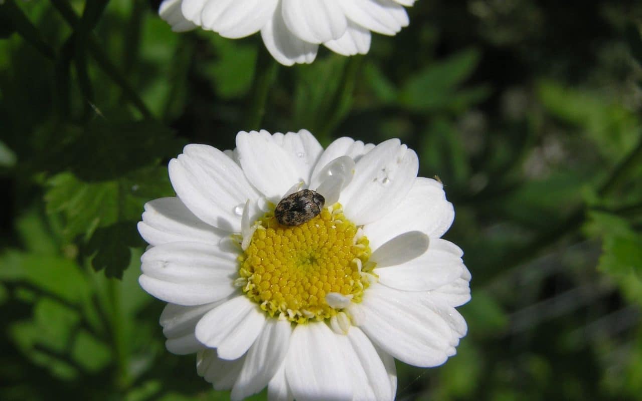 Varied carpet beetle feeding on the centre of a white daisy outdoors