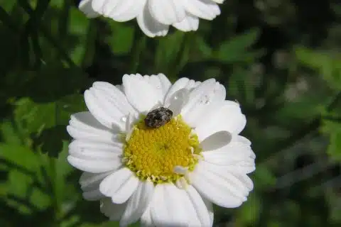 Varied carpet beetle feeding on the centre of a white daisy outdoors