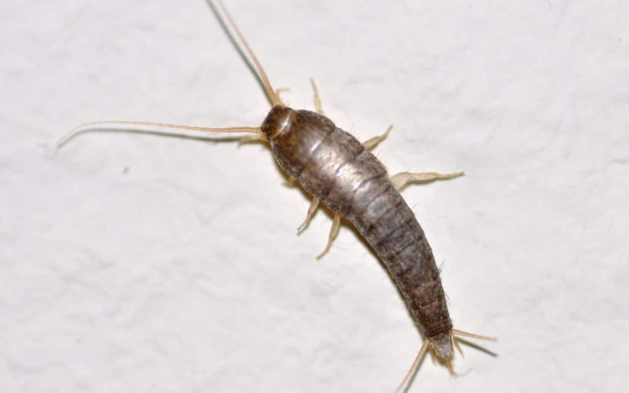 Silverfish on a pale surface, tapered body and three tail filaments visible
