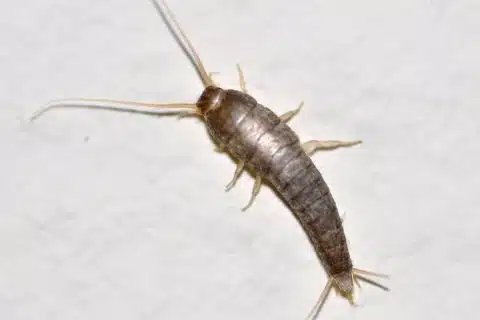 Silverfish on a pale surface, tapered body and three tail filaments visible