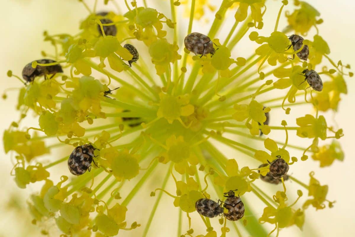 Several varied carpet beetles feeding on a yellow flower head outdoors